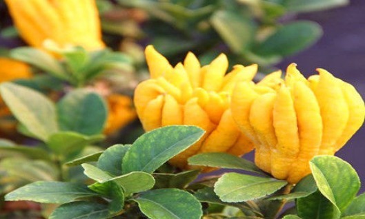 药用|想长寿要会吃,多吃的食物,降压减脂,净化血管,有益健康