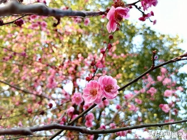 莫负春光赏花时，我在京山这里，等你来