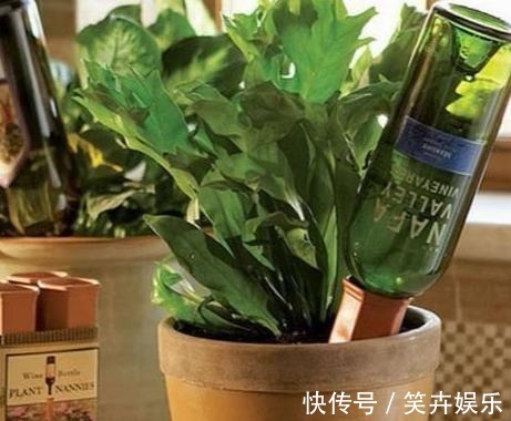 有机质|用啤酒浇花快停下,做错这一步,浇一盆死一盆!