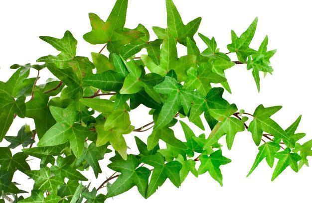 这7种绿植是空气净化小能手,很适合养在室内,美观又增氧