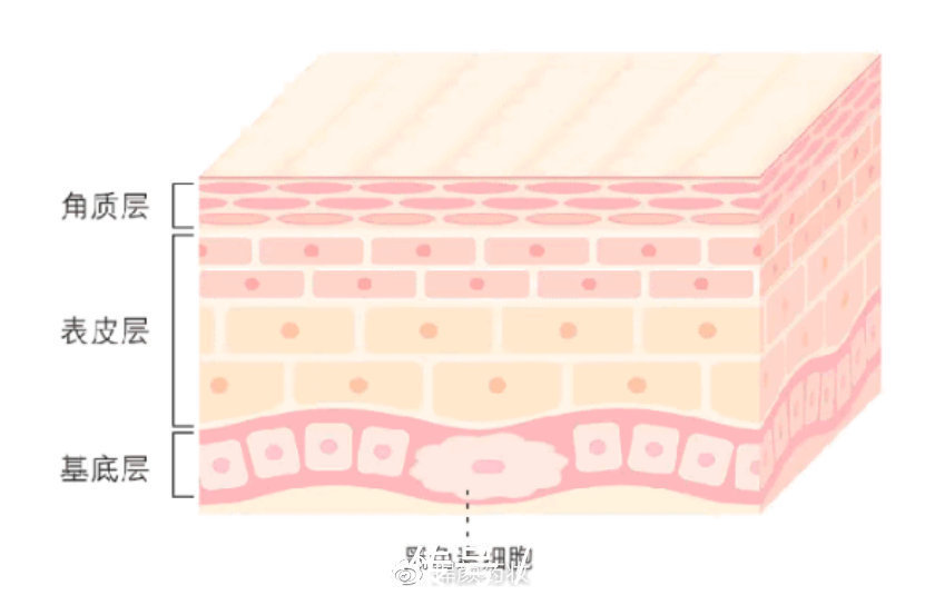 皮肤|记录护肤冷知识，皮肤越黑越容易晒黑