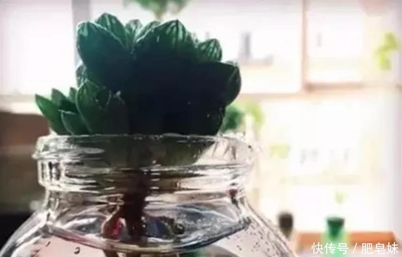 水培多肉|多肉还可水培?多肉土培转水培,快速生根方法全在这儿~