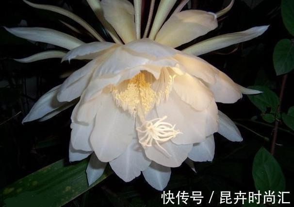 阳台|天热阳台该种植什么花？15种''抗晒''植物，盆栽赏花不犯愁