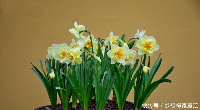 生活中冬天常见的花,都含有毒,养护需小心,摆放有讲究