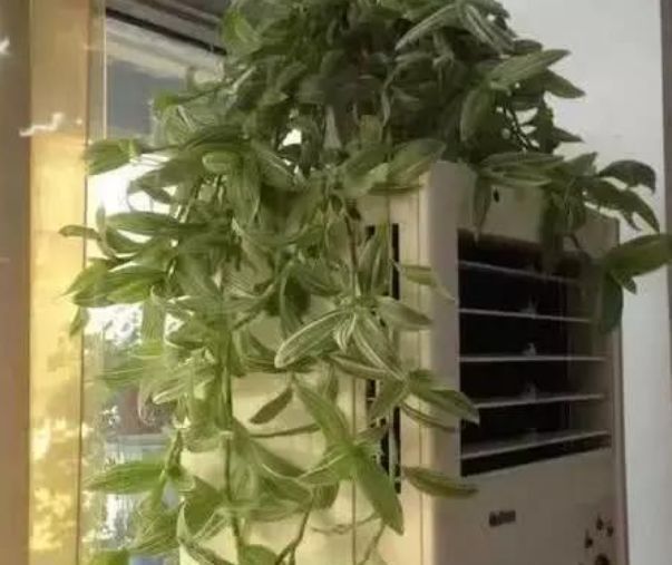 花卉|家中“5个”位置不能养花，要么黄叶又烂根，快搬走，才能长得旺