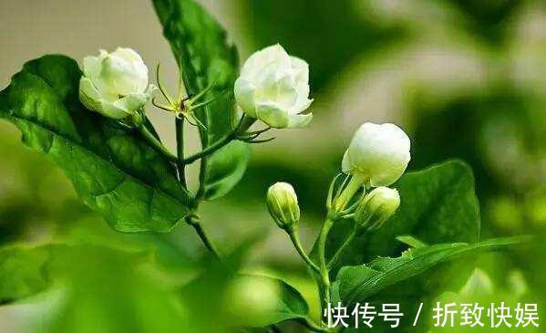 3种花掐点枝就能来个“大变身”,一盆变多盆,成活率高,生长快