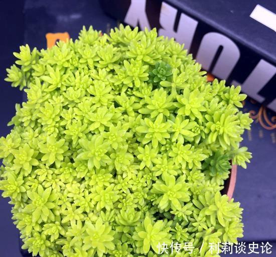 6种平价年宵花，适合大众消费，看看哪个适合你家