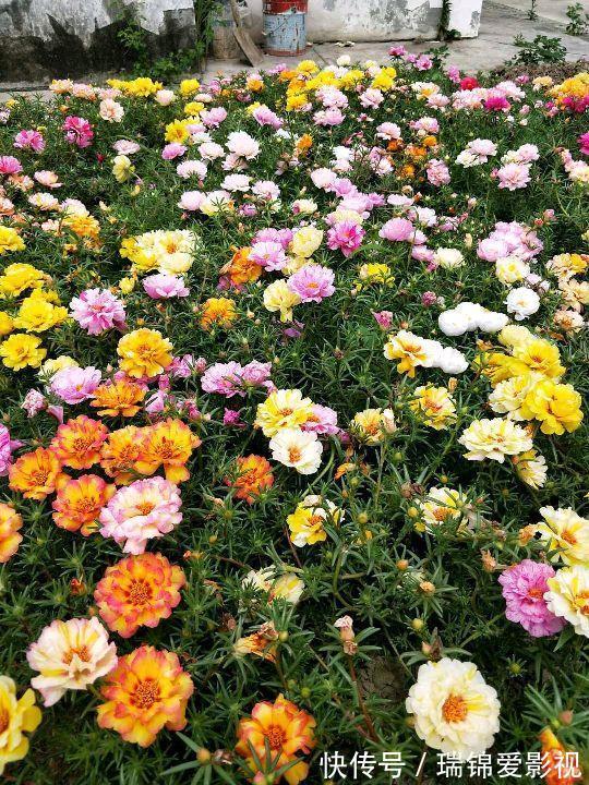 农村人都爱种的5种花,没啥名气,开花却漂亮极了!