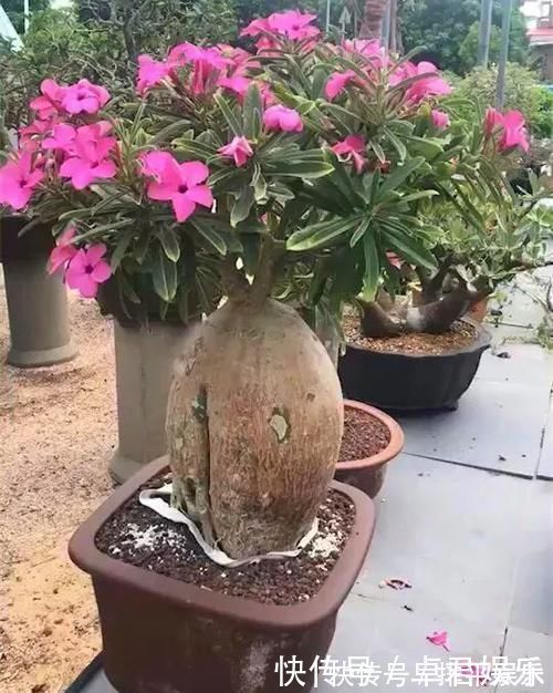 花盆|养这三种花,盆越小,开的花越多,放大盆还容易死