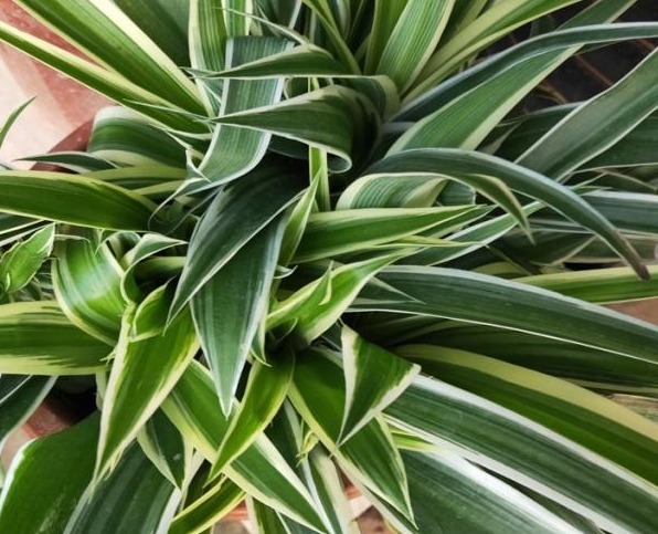 家养的吊兰,学会这“4步”,叶片硬朗,蹭蹭爆满盆!