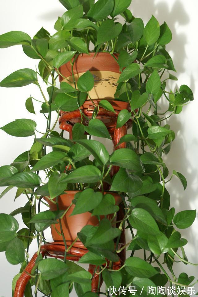 肥料|绿萝的最爱,家家都有,2周喂一点,叶子油绿翠亮,新叶巴掌大
