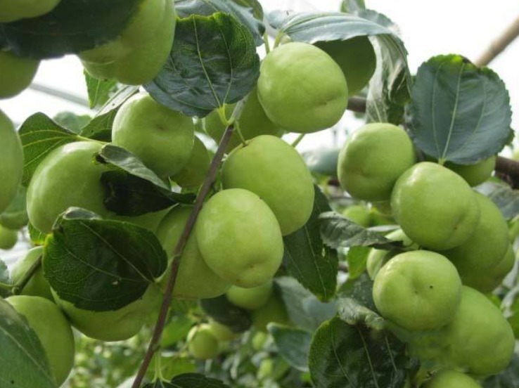 牛奶枣|人秋后,不妨多食此野果,每天几颗,美容养颜,润泽肌肤,抗衰老