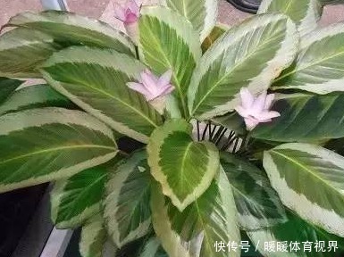 室内没光照就养这三种植物，个个颜值爆表，关键好养！