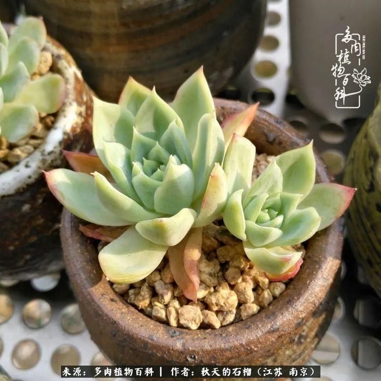 渡劫归来的肉肉,谁是谁的前世,谁又成了谁的今生