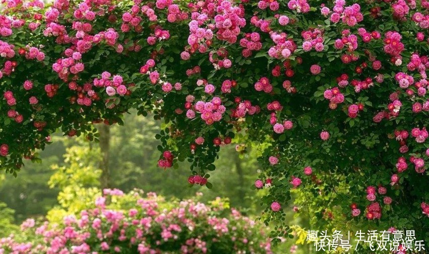 蔷薇花,一开一瀑布,4个方法学到手,蔷薇瀑布跟你走!