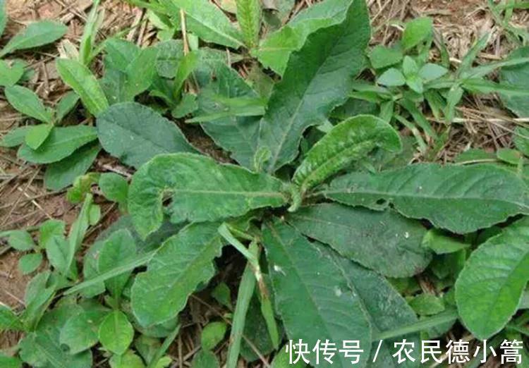 野草|农村随处可见的野草,它的头很珍贵,却被农民“忽视”多年