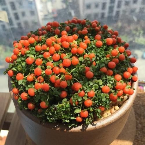 挂满果实的3种花,能看花能观果,好看又好养