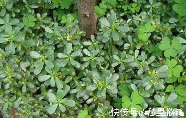 马齿苋|小时候摘它喂鸡鸭,现在被誉为“长寿菜”,一斤10块,抢着要