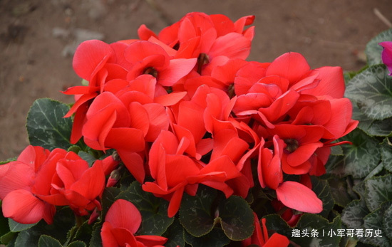 翻瓣莲|此花曾被当作世界赛吉祥物,花色艳丽独特,宛如腼腆害羞的少女