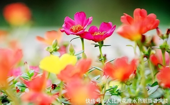 花色|喜欢养护花卉,就选择花期长,花色艳,美丽漂亮能爆盆的5种花卉