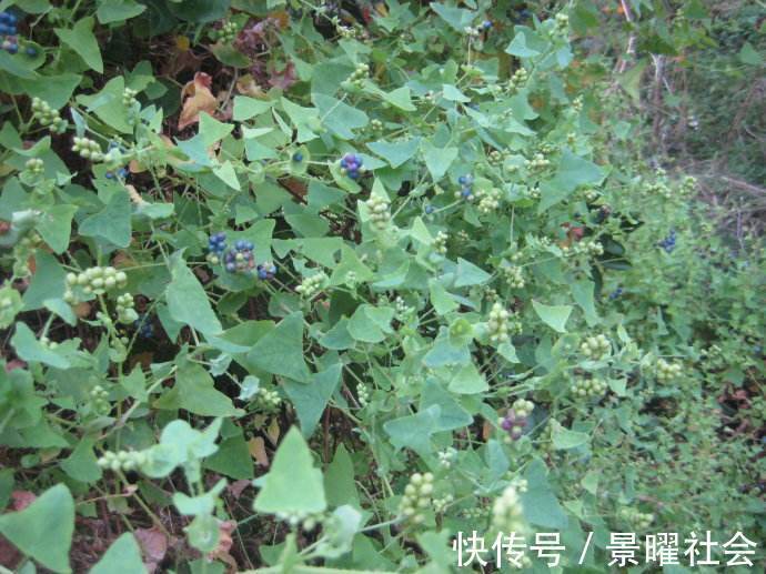 农村|蛇见了都会绕着走的野草，农村孩子却当零食，你吃过吗