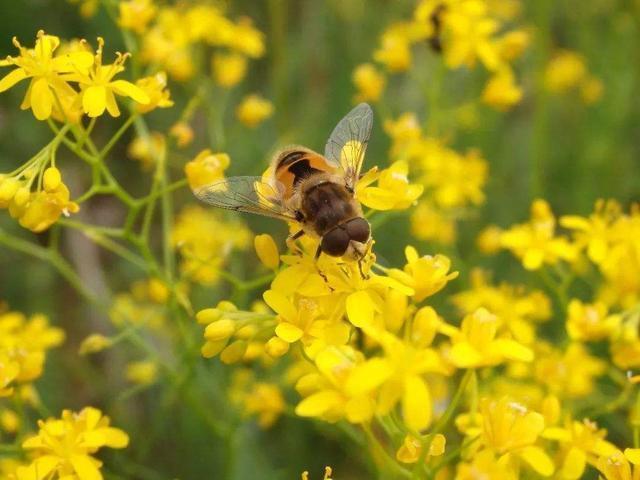 养花不开花，盆里缺了“它”，只浇一点点，飞快开花，刹不住闸