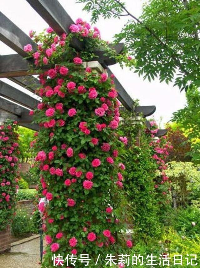 枝条|月季花迟迟不开花,看看枝条上有没有这种东西,发现一个剪一个!