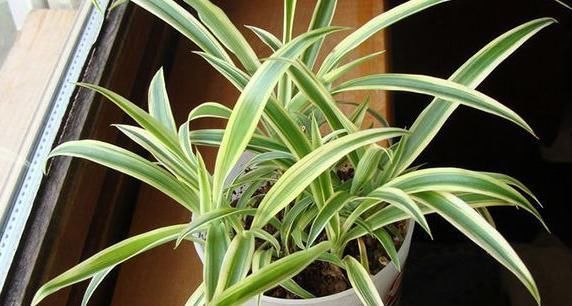 植物|人养花，花养人，常见在家里养以下4盆植物，更有益于身心健康