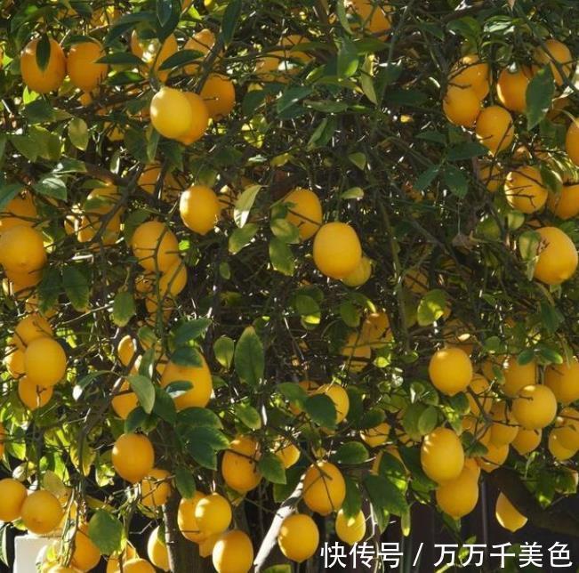 胡椒木|4种整株都有香味的树,家里养一棵,不生虫,还能四季飘香