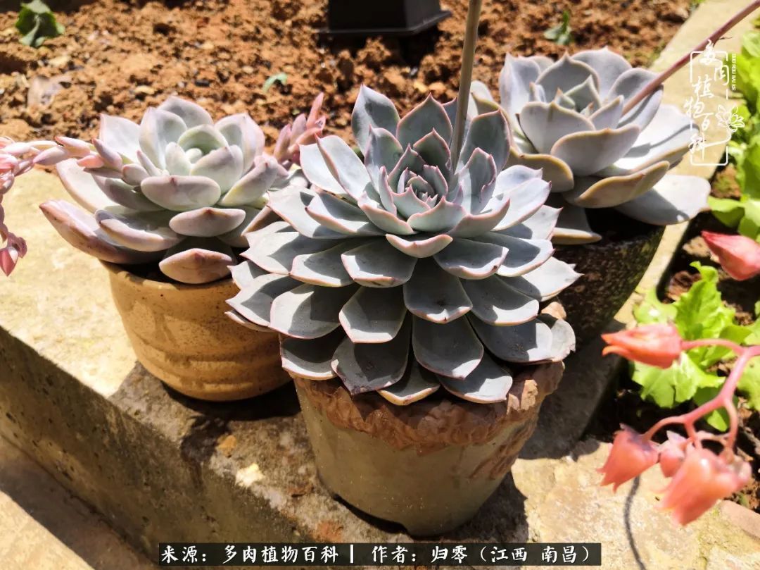 肉肉|人生转个弯，在小院遇见落入凡间的多肉小精灵！