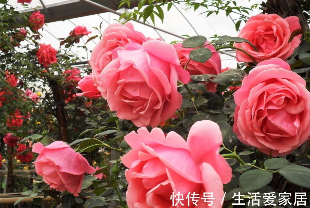 茶花|3种花,进入9月容易“饿”,多晒太阳,施对肥,很快开出碗大的花