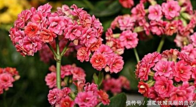 蟹爪兰、长寿花开花之后,简单1招,不出一月又挂满花苞,第二春