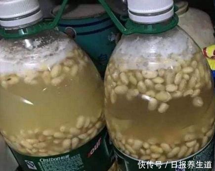 家中养金钱树，肥料不用买，土表埋上一把豆，比啥肥料都好用！