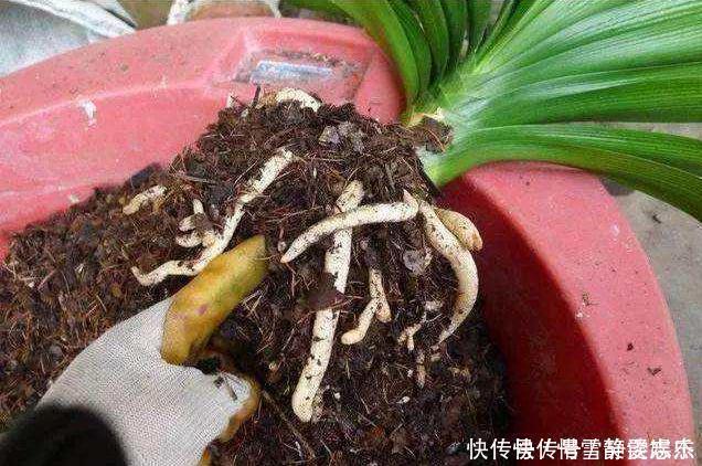 养分|花盆土太硬?1种“松土水”,浇3回就“松软”,省得换盆了!