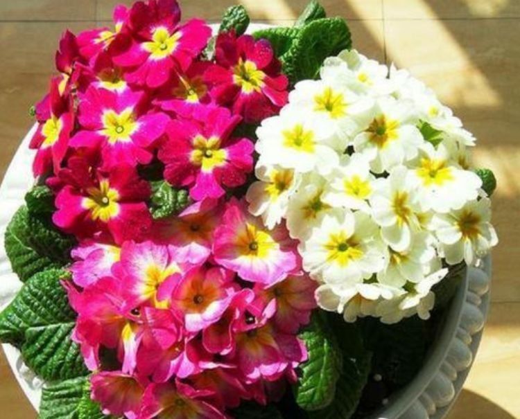 喜欢养花,推荐养这四款,四季开不断,你值得拥有