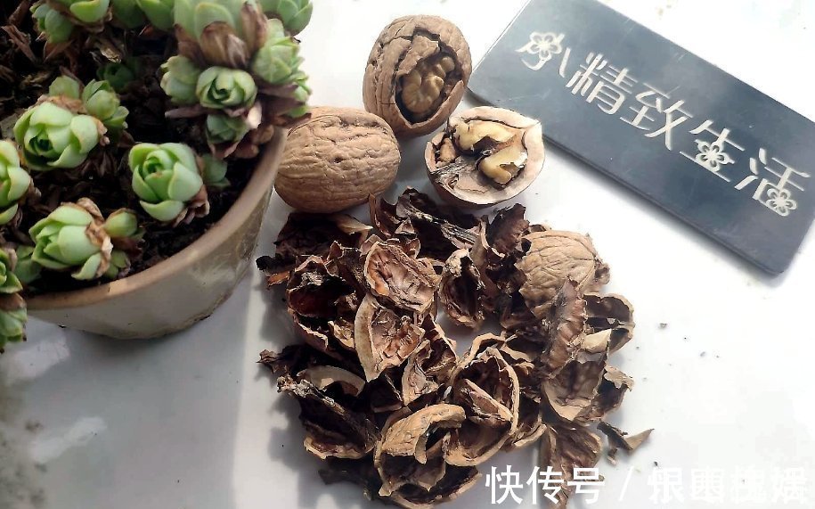 花草|3样东西，吃完留下“废壳”，闷一闷拿来养花，比营养土强10倍