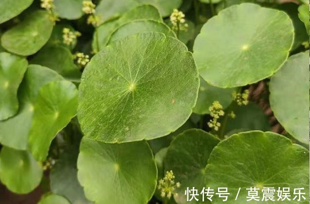 长根|还在花钱买花遇上“6种花”掐根枝回来,插到土里就活,很简单