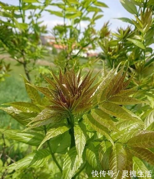 珍珠笋|女性到了中年推荐常吃3种食物,排毒养颜,营养瘦身,好处多多