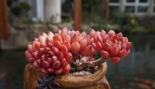 透露|花店老板不愿透露的3个养花小技巧,学会一生受用,养花新手必看