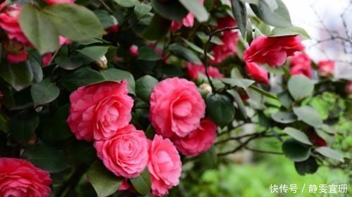 家里不要养3种花,虽然漂亮,但并不适合