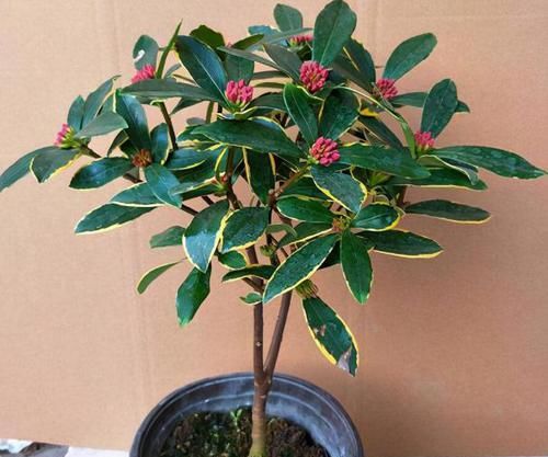 盆栽金边瑞香，怎么催花？如何把控好管理细节？答案就在这！