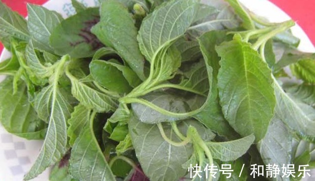 苋菜|天热，这3种野菜要多吃，比买的营养高，清肠消暑还补钙！