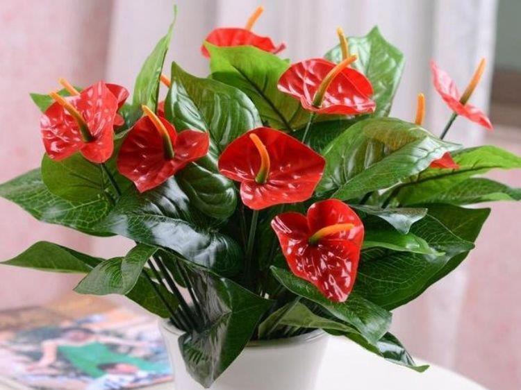 满屋|3种花好养又漂亮,花朵大花期长,喜庆又好养,满屋飘香!