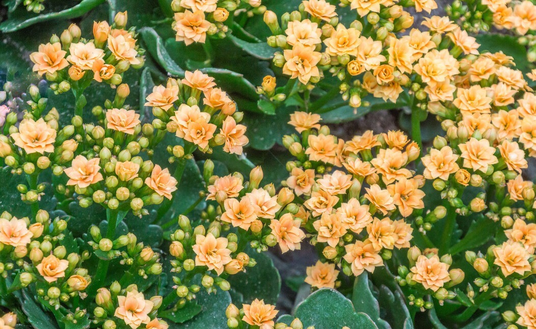 天气转暖,建议少买4种花,观花时间短不说,还难度夏