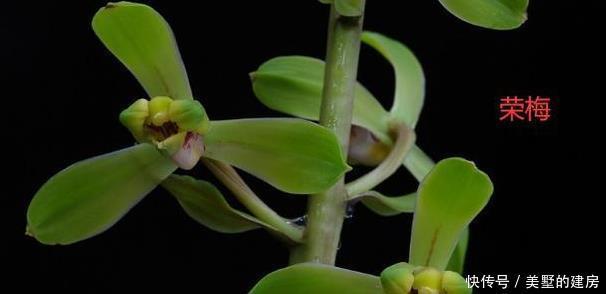 蕙兰|请欣赏蕙兰的新八种介绍及开品图片