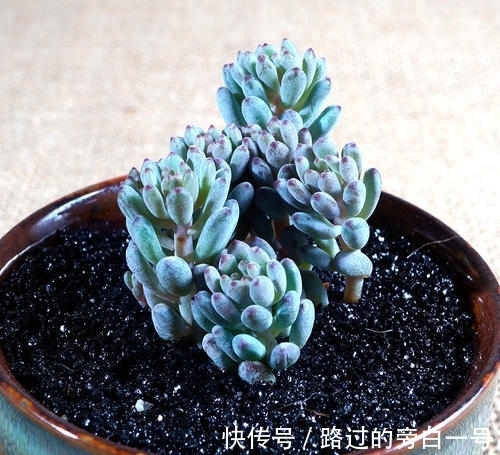 色系|8个色系的多肉植物,摆在阳台上色彩斑斓,集齐的都是养花大神!