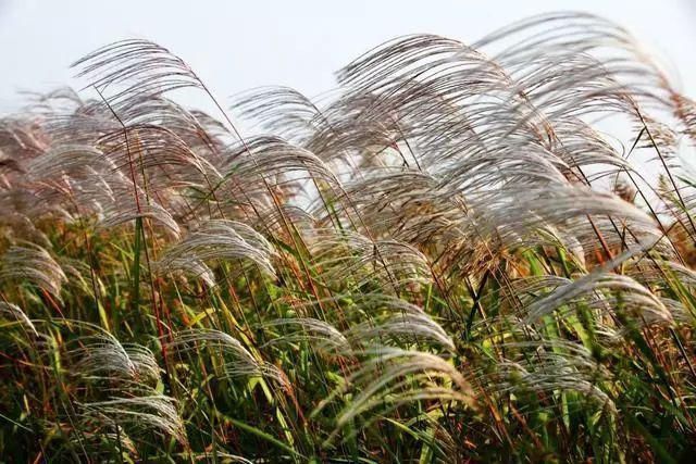 中国最美六大沼泽湿地，养在深闺无人识，去过的都惊叹不已