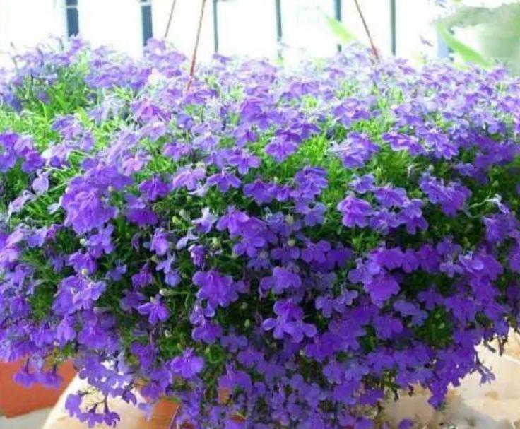 阳台上|养花就养4种花,家里养一盆,开花漂亮花期长,谁养谁喜欢