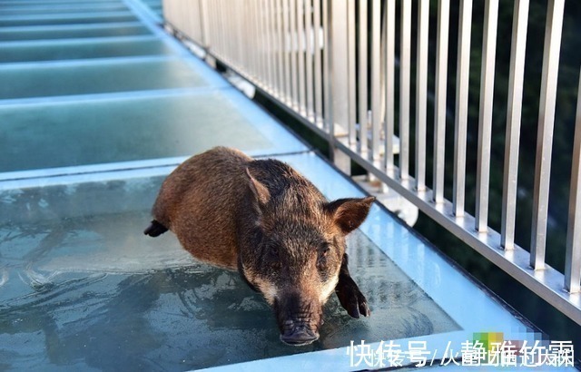 |野猪误入玻璃桥，从没见过这么搞笑的猪，网友：魔鬼的步伐