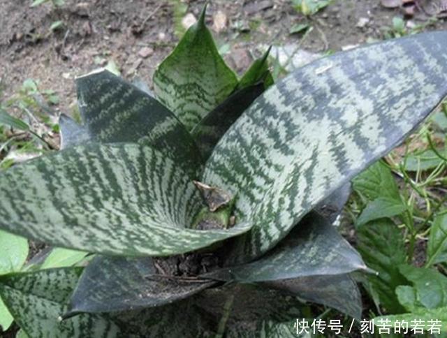 家里有“甲醛”,别忘了养“2种花”,放1盆,甲醛浓度“降低”